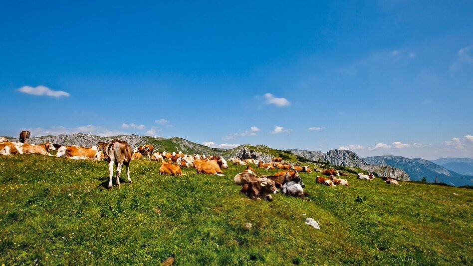 Hiking route Alpine hike to Gams and Edelweiss - Touren-Impression #2.8 | © Steiermark Tourismus