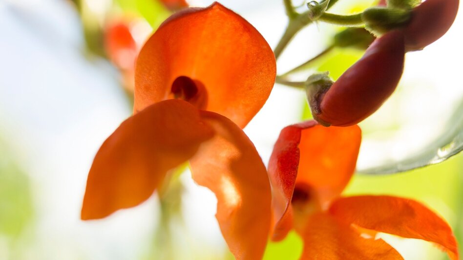 Bike Riding Beetle Bean Tour to the Cities of Culture - Touren-Impression #2.4 | © Oststeiermark Tourismus
