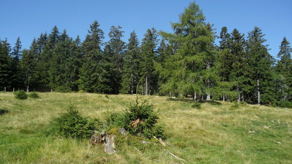 Wanderung Vom Salzstiegl auf die Pack - Grenzwanderung zwischen Steiermark und Kärnten - Touren-Impression #2.9 | © Region Graz