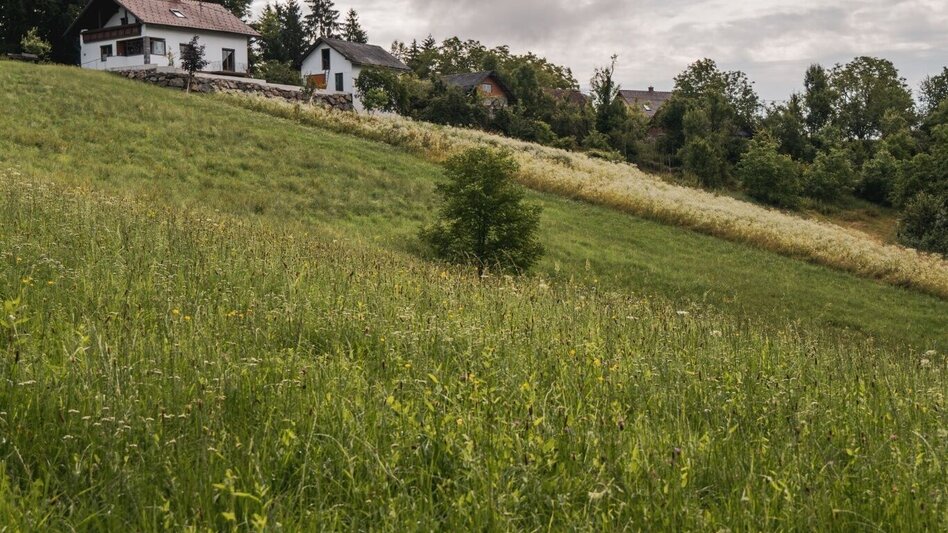 Hiking route Greith – Wege Genusstour – Tour 32 lt. WK „Von der Alm zum Wein“ - Touren-Impression #2.1 | © TV Südsteiermark/Silvan