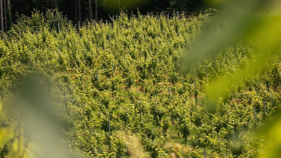 Hiking route Greith – Wege Genusstour – Tour 32 lt. WK „Von der Alm zum Wein“ - Touren-Impression #2.2 | © TV Südsteiermark/Silvan