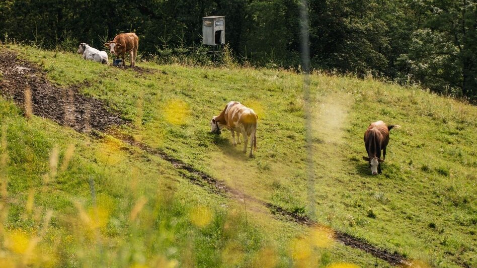 Hiking route Greith – Wege Genusstour – Tour 32 lt. WK „Von der Alm zum Wein“ - Touren-Impression #2.4 | © TV Südsteiermark/Silvan