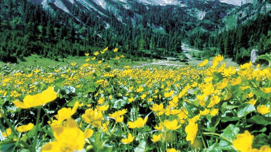 Wanderung Seewiesen - Voisthalerhütte - Touren-Impression #2.1 | © TV Hochsteiermark