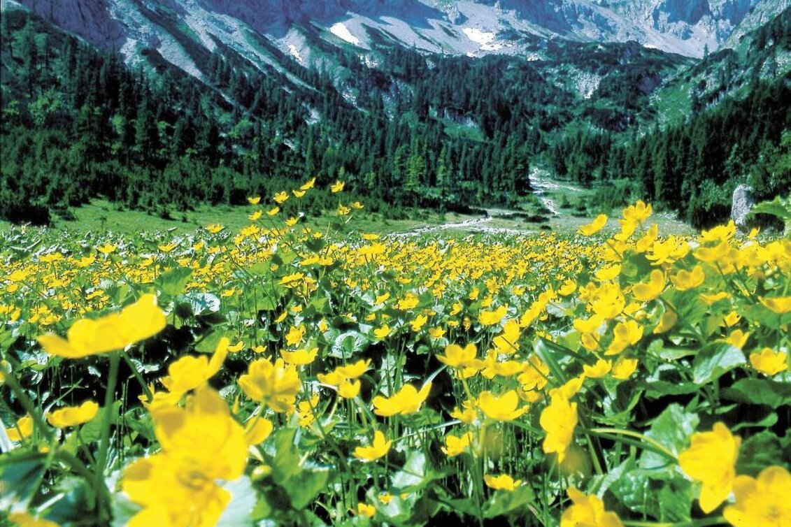 Wanderung Seewiesen - Voisthalerhütte - Touren-Impression #1 | © TV Hochsteiermark