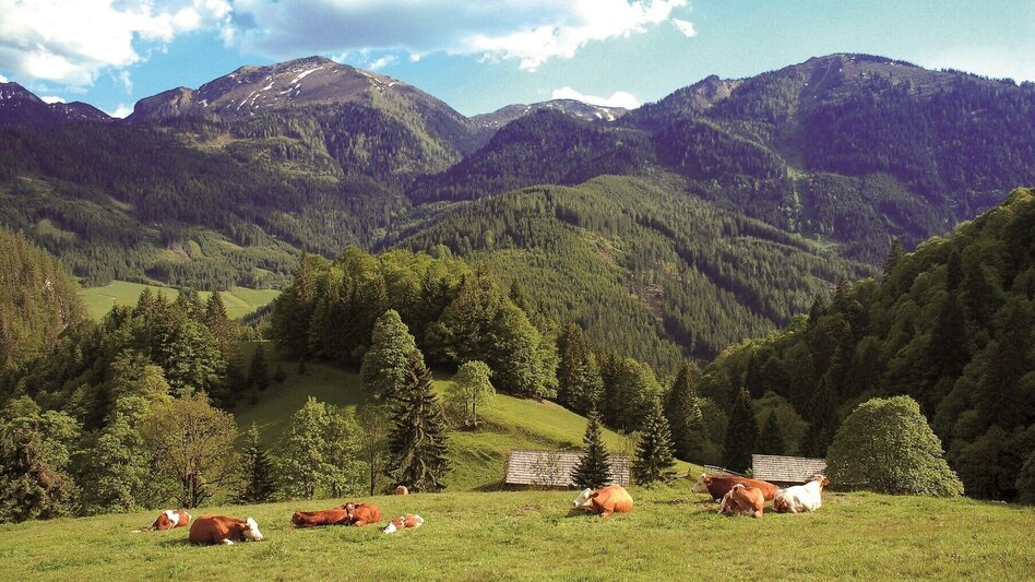 Hiking route Johnsbacher Almenrunde - Touren-Impression #2.1 | © Gesäuse - Admont