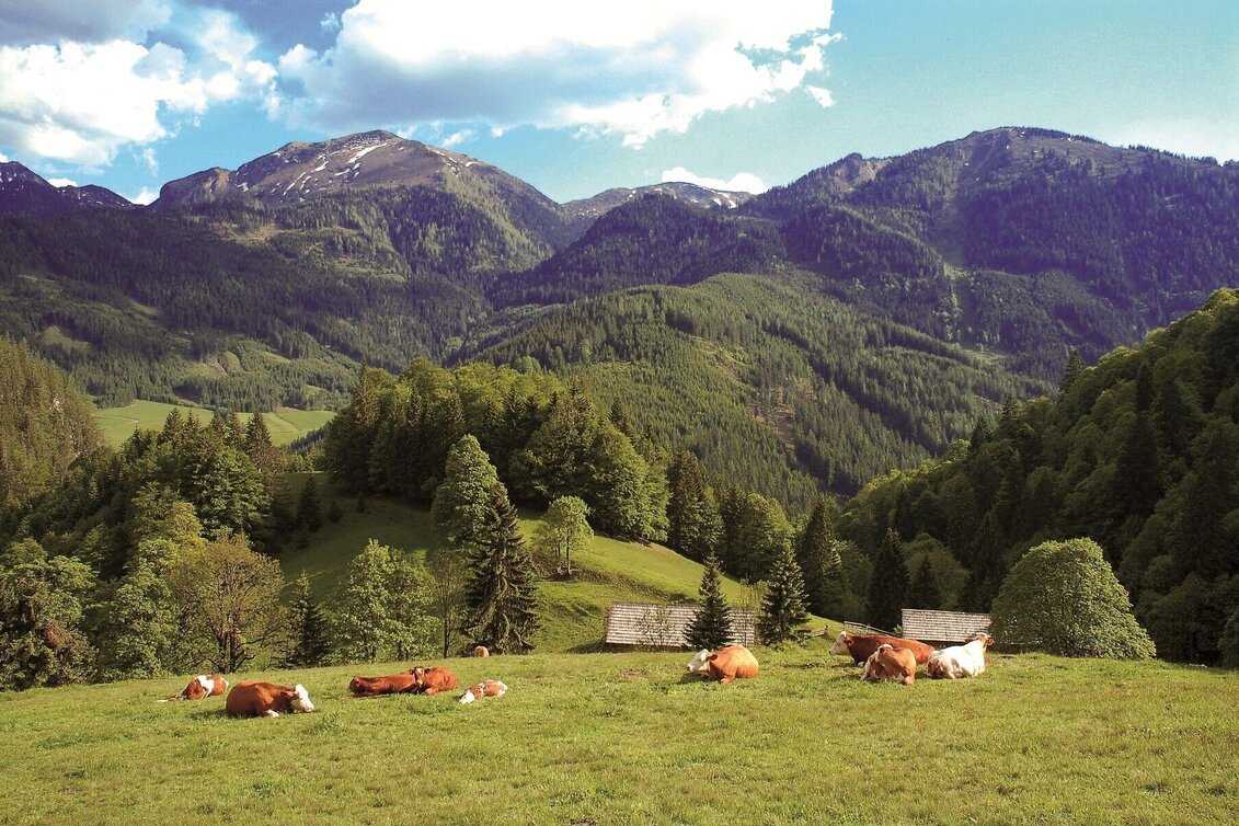 Hiking route Johnsbacher Almenrunde - Touren-Impression #1 | © Gesäuse - Admont