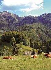 Kölblalm mit Blick zum Leobner | © Gesäuse - Admont | Dietmar Cupak | © Gesäuse - Admont