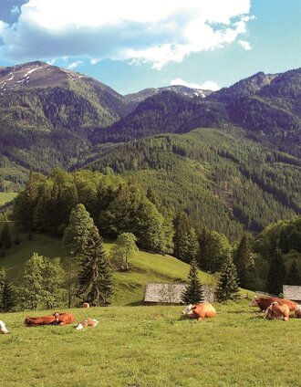 Kölblalm mit Blick zum Leobner | Dietmar Cupak | © Gesäuse - Admont