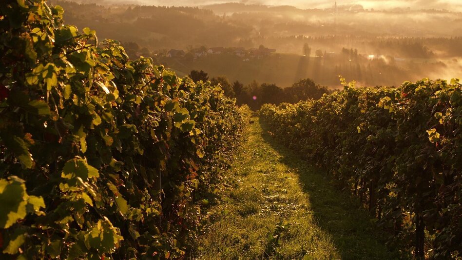 Radfahren Schilcher Tour Nord Nr. 702 - Touren-Impression #2.2 | © Südsteiermark