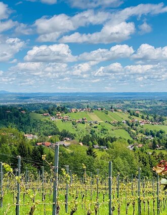 Vineyard Langegg | Stefanie Schmid | © Schilcherland Steiermark