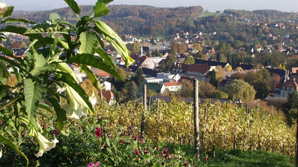 Wanderung Oberlaufenegger Schilcherrundweg S Variante - Touren-Impression #2.1 | © TVB Südsteiermark/Brigitte Kügerl