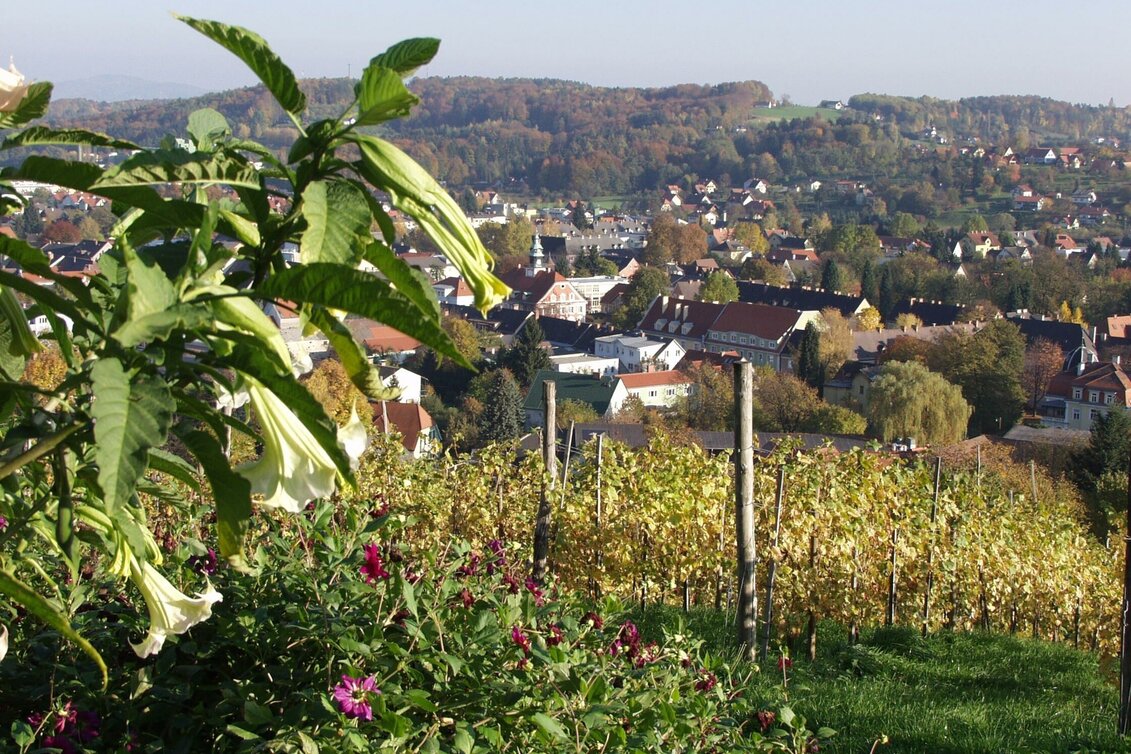 Wanderung Oberlaufenegger Schilcherrundweg S Variante - Touren-Impression #1 | © TVB Südsteiermark/Brigitte Kügerl