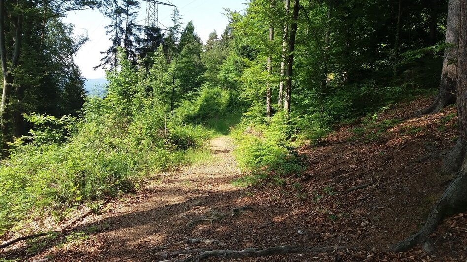 Wanderung Bärnbacher Erzherzog Johann Wanderweg (5) - Touren-Impression #2.9 | © Region Graz