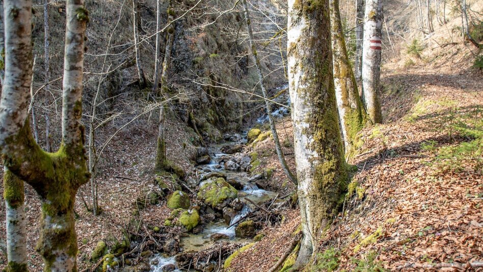 Hiking route Spitzenbachklamm the "Valley of the Butterflies - Touren-Impression #2.14 | © TV Gesäuse