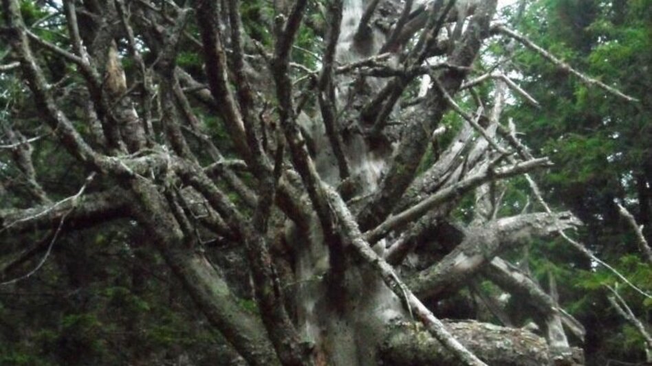 Hiking route Vom Salzstiegl nach Hirschegg (Altes Almhaus/St. Hemma) - Touren-Impression #2.5 | © TV Lipizzanerheimat