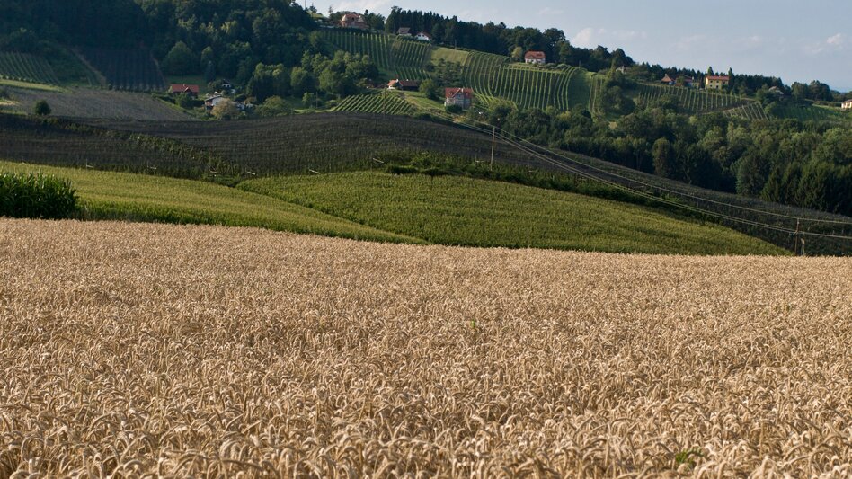 Pilgerweg Mariazeller Weg Anbindung von Slowenien über Mureck - Touren-Impression #2.6 | © Steiermark Tourismus/Leo Himsl