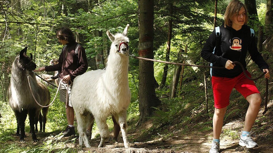 Wanderung Hirschegger Rundroas - Touren-Impression #2.1 | © TV Lipizzanerheimat