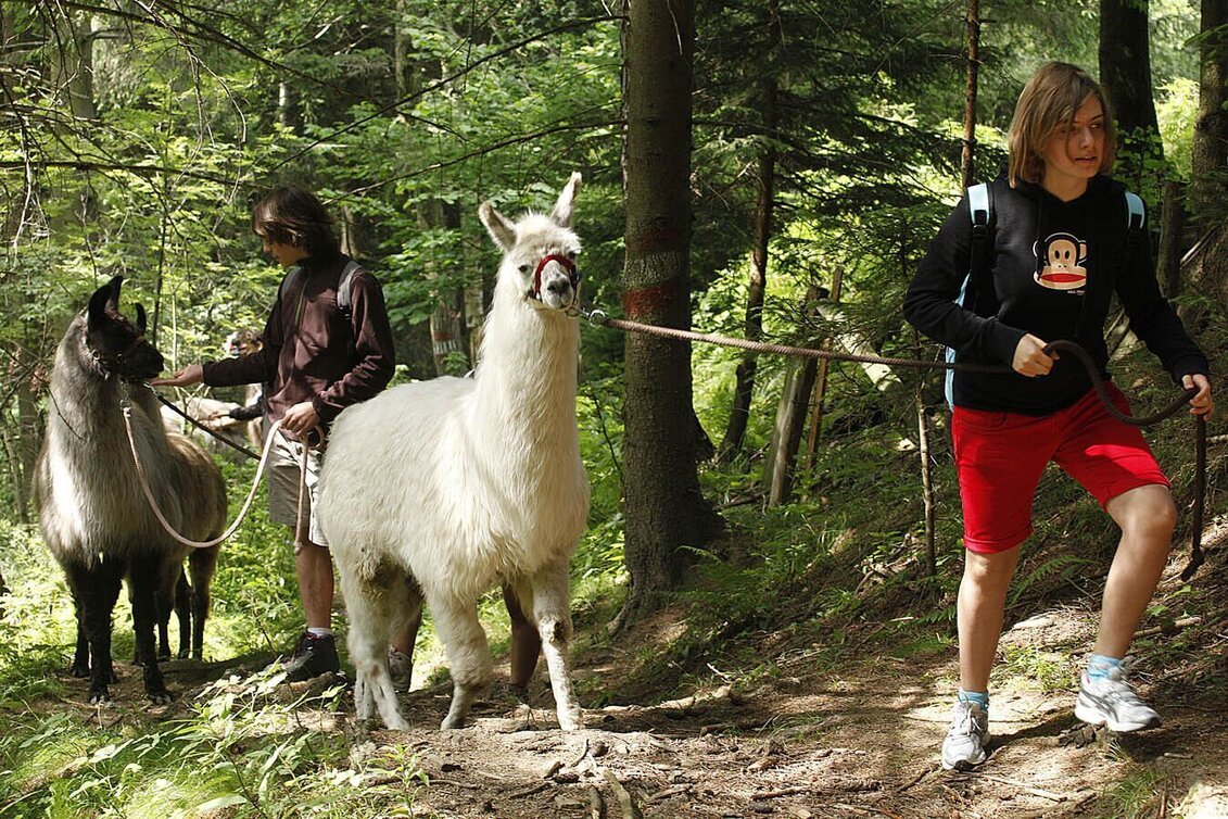 Wanderung Hirschegger Rundroas - Touren-Impression #1 | © TV Lipizzanerheimat