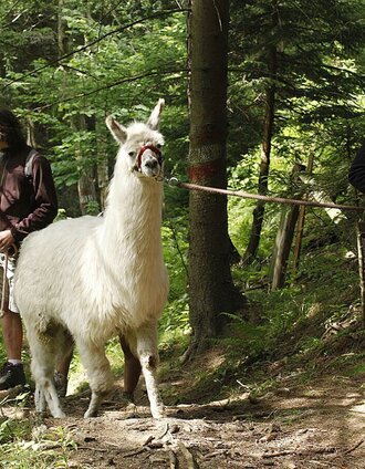 Lama Trekking | Enrico Caracciolo | © TV Lipizzanerheimat
