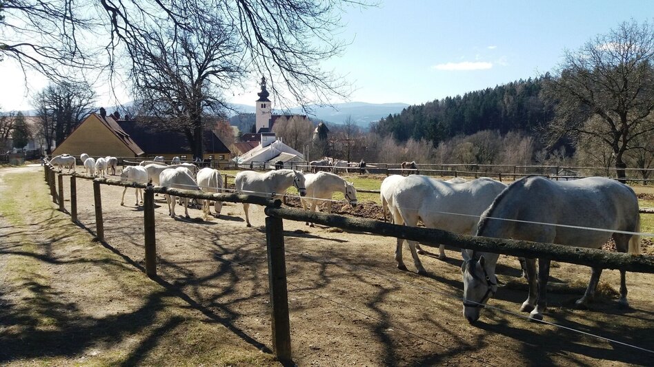 Wanderung Bärnbacher Blumenweg (3) - Touren-Impression #2.10 | © Region Graz