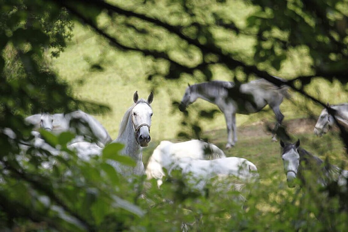 Wanderung Maestoso Rundweg - Touren-Impression #1 | © Region Graz