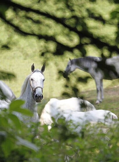 Lipizzaner | © Region Graz | Enrico Caracciolo | © Region Graz
