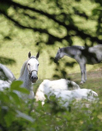 Lipizzaner | Enrico Caracciolo | © Region Graz