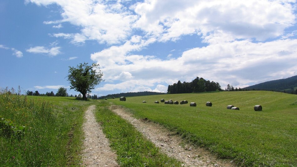 Hiking route Herlwirtweg - Touren-Impression #2.1