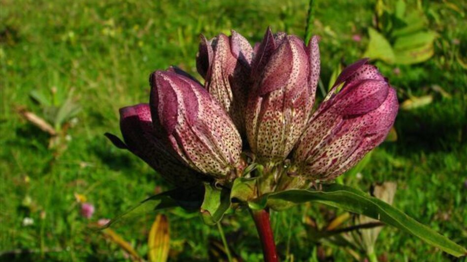 Hiking route Schießlingalm - Oisching Summit - Touren-Impression #2.2 | © Verein Heilpflanzenwissen