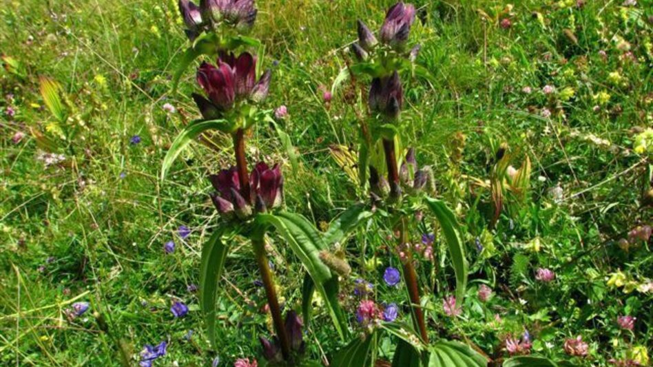 Hiking route Schießlingalm - Oisching Summit - Touren-Impression #2.3 | © Verein Heilpflanzenwissen