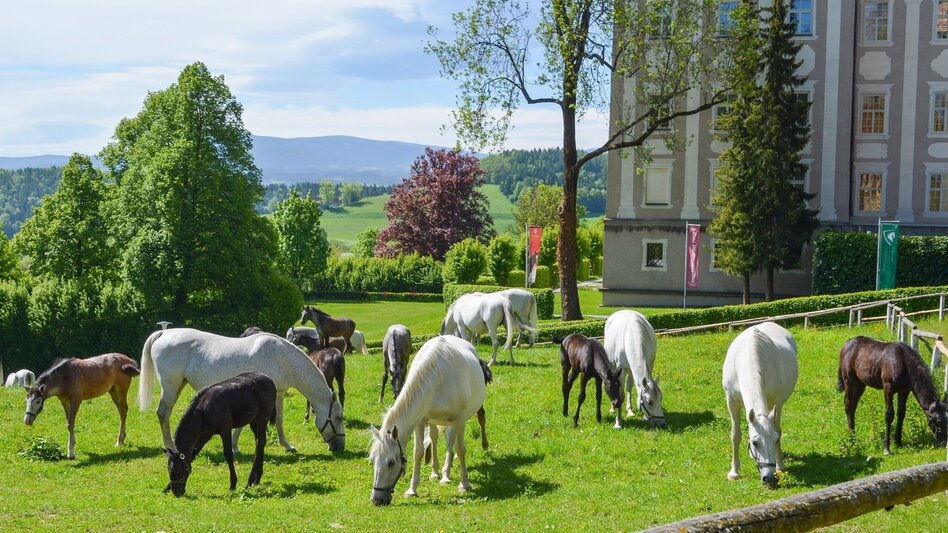 Radfahren Lipizzaner Tour Variante 2 - Touren-Impression #2.1 | © Lipizzanergestüt piber