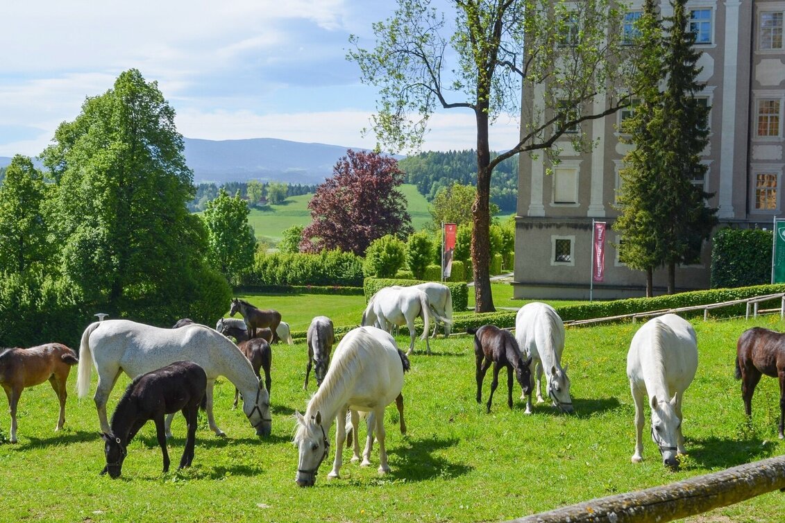 Radfahren Lipizzaner Tour Variante 2 - Touren-Impression #1 | © Lipizzanergestüt piber