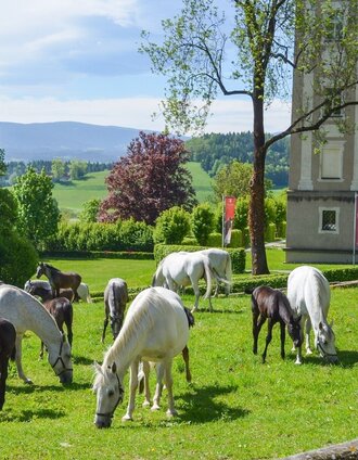 Stuten mit Fohlen im Lipizzanergestüt Piber | (c) Lipizzanergestüt Piber SRS | © Lipizzanergestüt piber