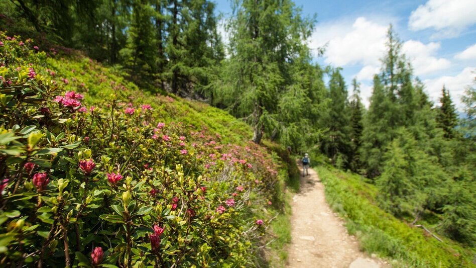Hiking route Reiteralm Alpine Loop - Touren-Impression #2.20 | © Tourismusverband Schladming