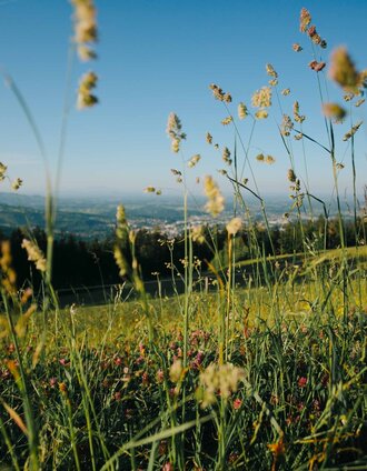 Herrliche Wanderung im Sommer auf den Rosenkogel | Lupi Spuma | © TVB Südsteiermark/Lupi Spuma