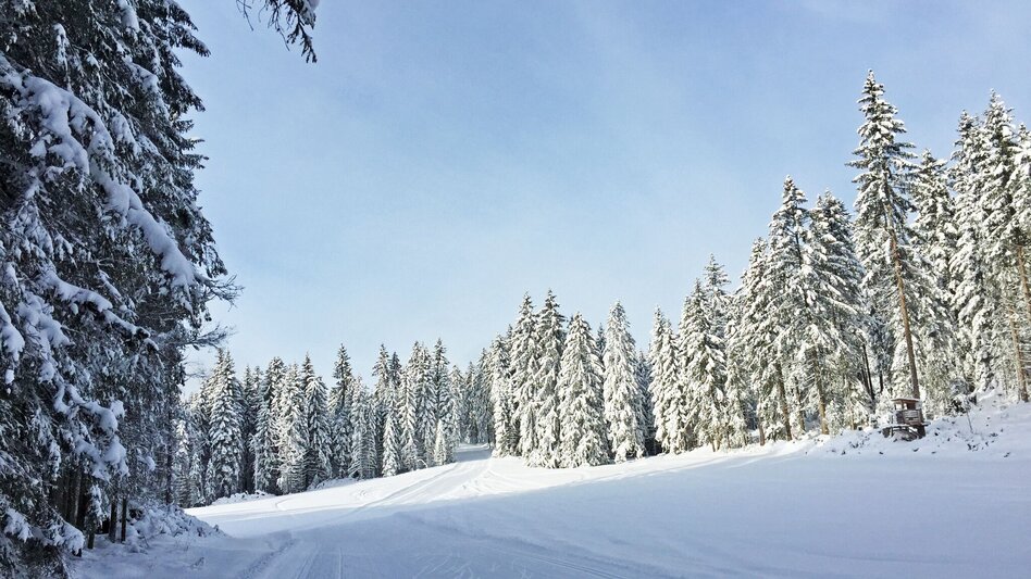 Ski nordic skating Kulmberg Forest Trail - Touren-Impression #2.2 | © Tourismusverband Ramsau am Dachstein