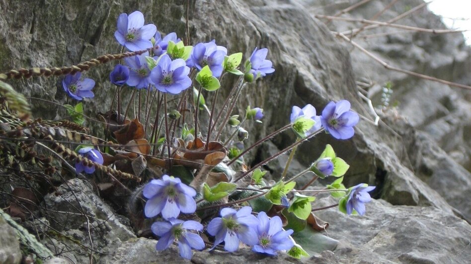 Wanderung Häuselbergrunde Leoben - Touren-Impression #2.3 | © Tourismusverband Leoben