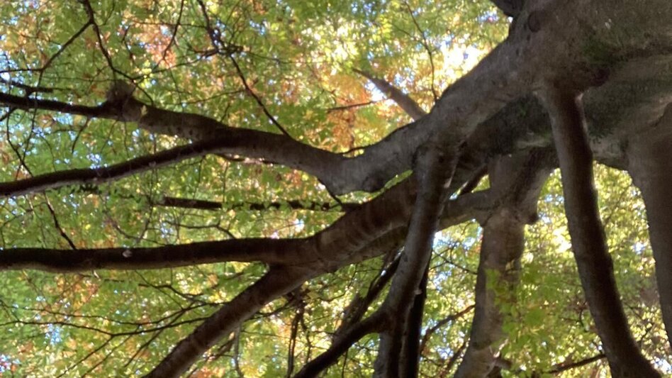 Wanderung Häuselbergrunde Leoben - Touren-Impression #2.12 | © TV ERZBERG LEOBEN