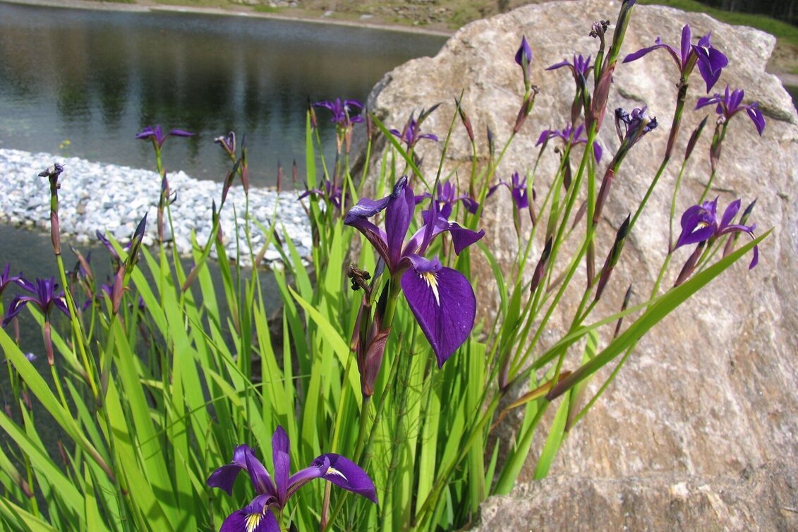 Hiking route Hebalm-Extras: Vom Dom des Waldes zum Hebalmsee - Touren-Impression #1 | © Smac GmbH