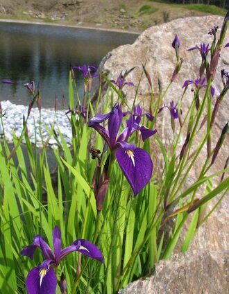 Hebalmsee_Flora | Smac GmbH | © Smac GmbH