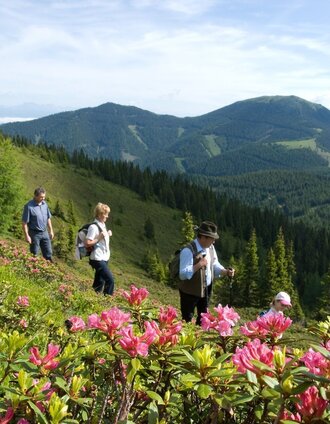 Almrausch auf der Hirschegger-Alm im Frühling | Spengerwirt | © www.spengerwirt.at