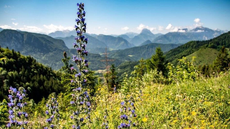 Mountain Biking Buchsteinrunde Etappe 1 (St. Gallen - Palfau) - Touren-Impression #2.9 | © TV Gesäuse