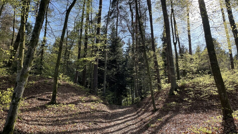 Hiking route Fürstengräberweg Nr. 13 - Touren-Impression #2.1 | © Elisabeth Temmel