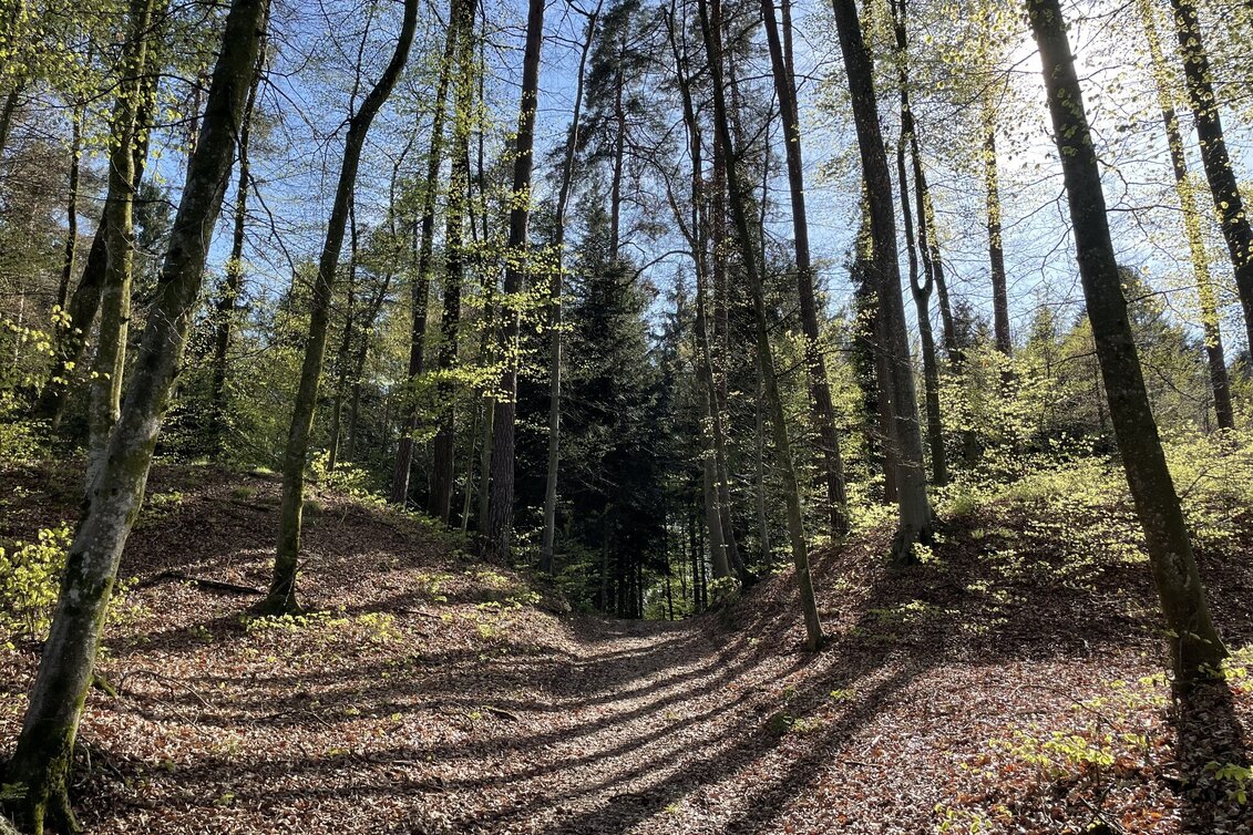 Hiking route Fürstengräberweg Nr. 13 - Touren-Impression #1 | © Elisabeth Temmel