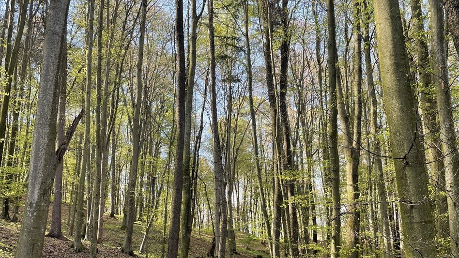 Hiking route Fürstengräberweg Nr. 13 - Touren-Impression #2.3 | © Elisabeth Temmel