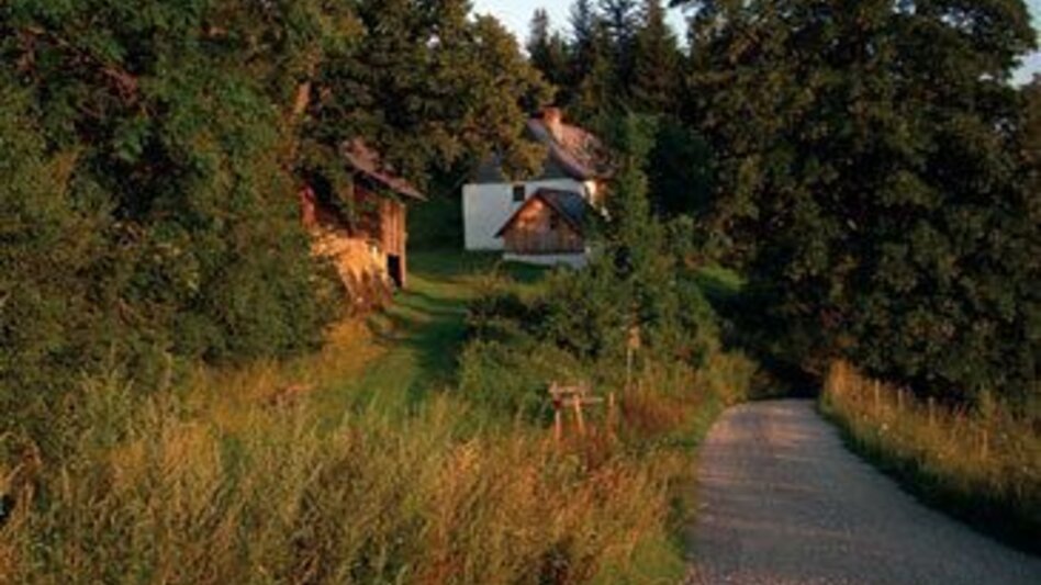 Mountainbike Weidau Tour LN 8 - Touren-Impression #2.3 | © TV Hochsteiermark