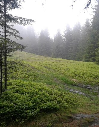 Sonntag, 27. Mai 2018 14:51:44 | Manfred Bauer | © Community