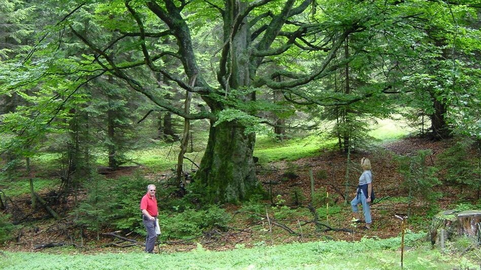 Wanderung Großofenrunde - Touren-Impression #2.5 | © www.hoiswirt.at