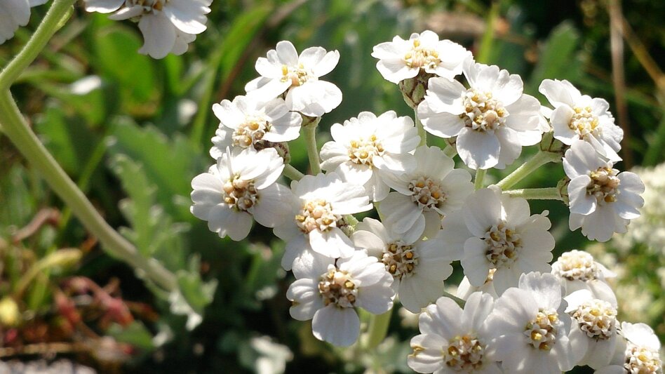 Hiking route Tonion alpine pasture hike - Touren-Impression #2.3 | © TV Hochsteiermark