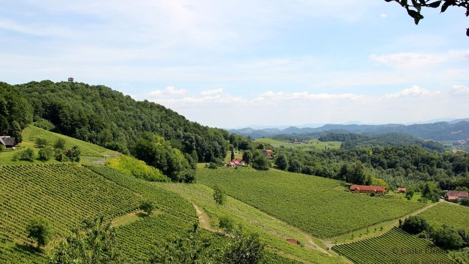 Bike Riding Cycling for pleasure - Wine Road Tour Variant 2 - "Ratsch" - Touren-Impression #2.1 | © Südsteiermark